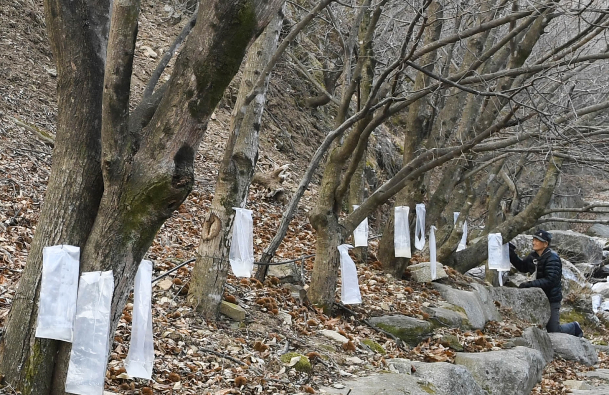 ▲남덕유산 자락에서 채취 중인 고로쇠 수액. (뉴시스)