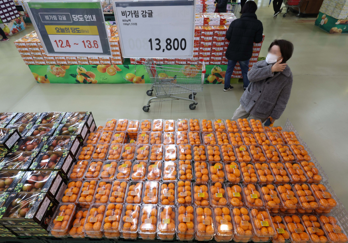 ▲생산자물가가 지난달 0.5% 올라 2개월 연속 오름세를 지속했다. 시장에서 가장 저렴한 과일 중 하나였던 감귤의 경우 한 달 새 몸값이 1.5배로 치솟았다. 21일 한국은행에 따르면 지난 1월 생산자물가지수는 한 달 전보다 0.5% 상승한 121.80(2015년=100)으로 잠정 집계됐다. 지난해 12월(0.1%)에 이은 두 달 연속 상승이다. 전년 동월 대비로는 1.3% 올라 6개월 연속 상승 행진을 이어갔다. 특히 감귤이 한 달 전에 비해 48.8% 급등하면서 생산자물가를 끌어올렸다. 사과도 전월에 비해 7.5% 올랐다. 이날 서울의 한 대형마트에 감귤이 진열돼 있다. 신태현 기자 holjjak@