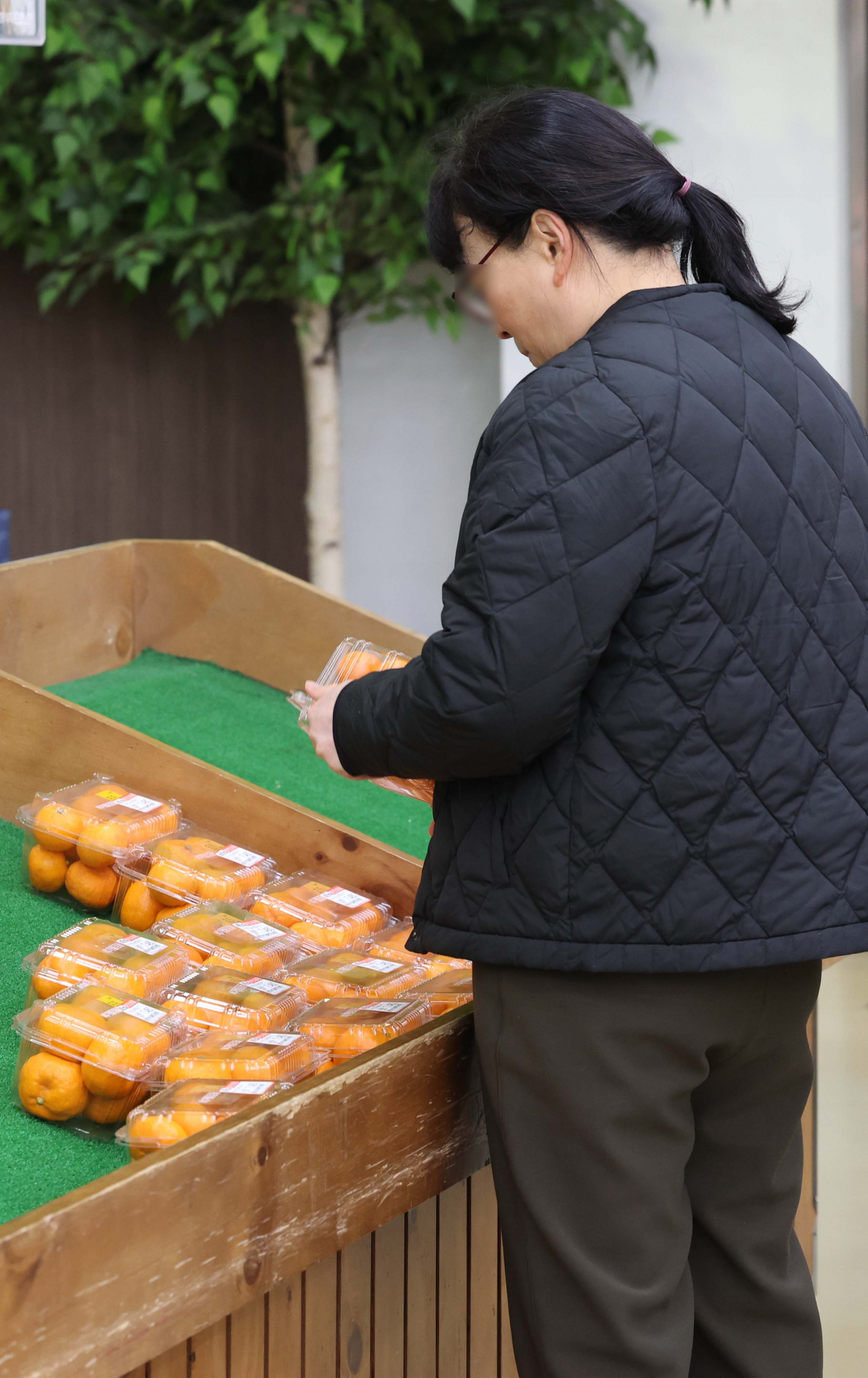 ▲생산자물가가 지난달 0.5% 올라 2개월 연속 오름세를 지속했다. 시장에서 가장 저렴한 과일 중 하나였던 감귤의 경우 한 달 새 몸값이 1.5배로 치솟았다. 21일 한국은행에 따르면 지난 1월 생산자물가지수는 한 달 전보다 0.5% 상승한 121.80(2015년=100)으로 잠정 집계됐다. 지난해 12월(0.1%)에 이은 두 달 연속 상승이다. 전년 동월 대비로는 1.3% 올라 6개월 연속 상승 행진을 이어갔다. 특히 감귤이 한 달 전에 비해 48.8% 급등하면서 생산자물가를 끌어올렸다. 사과도 전월에 비해 7.5% 올랐다. 이날 서울의 한 대형마트에 감귤이 진열돼 있다. 신태현 기자 holjjak@