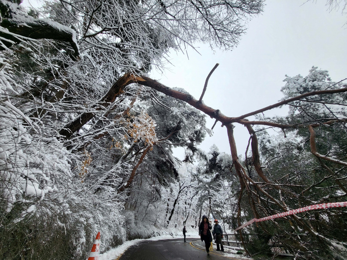 ▲전날 밤 중부지방을 중심으로 폭설이 내린 22일 서울 남산 산책로에 눈 무게를 이기지 못한 나무가 전도돼 있다. 신태현 기자 holjjak@