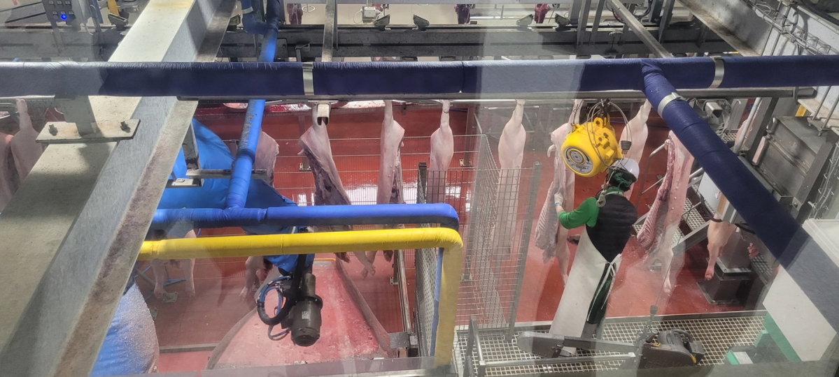 ▲포크빌 공판장의 돼지 자동화 도축. (이투데이DB)