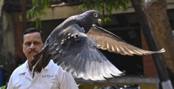 ▲지난달 30일 뭄바이에서 풀려나는 비둘기. 출처=AP/연합뉴스
