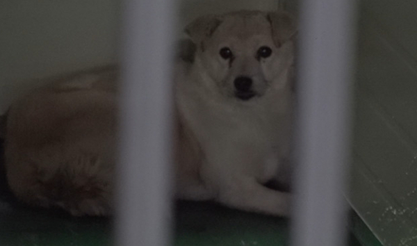 ▲'TV동물농장'(사진제공=SBS)