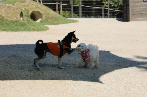 ▲서울 강북구 반려견 놀이터에서 놀고 있는 강아지들의 모습. (자료제공=강북구)