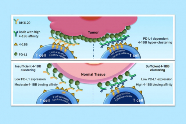 ▲북경한미약품이 미국암연구학회(AACR 2023)에서 발표한 BH3120의 작용 기전. 종양(Tumor)에서는 ‘BH3120(왼쪽 Y자 물질)’과 ‘4-1BB 결합력이 높은 이중항체(오른쪽 Y자 물질)’ 모두 강력한 항암효과를 유도하지만, 일반 조직(Nomal Tissue)에서는 BH3120이 4-1BB 결합력이 높은 이중항체와 달리 불필요한 면역활성화를 최소화해 보다 안전성을 지닌다는 내용이 담겼다. (사진제공=한미약품)