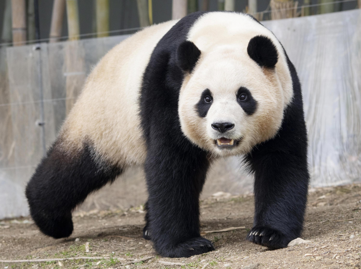 ▲산책 중인 푸바오 (사진제공=삼성물산리조트부문)