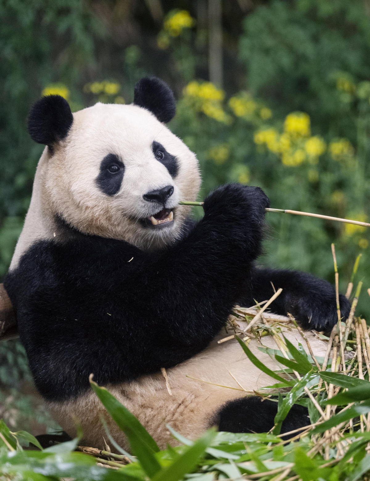 ▲최애 식사 메뉴인 대나무잎을 먹고 있는 푸바오 (사진제공=삼성물산리조트부문)