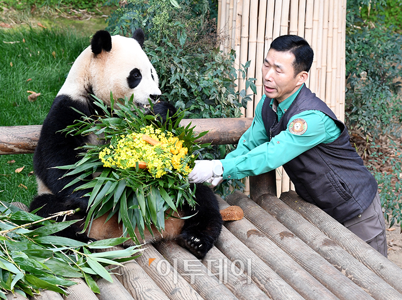 ▲푸바오가 일반 관람객들을 만나는 마지막 날인 3일 오전 용인 에버랜드 판다월드 실내 방사장에서 강철원 사육사가 푸바오에게 당근과 유채꼿을 선물하고 있다.  (사진공동취재단)