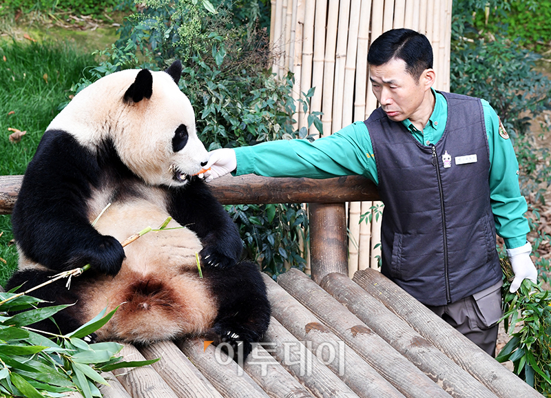 ▲푸바오가 일반 관람객들을 만나는 마지막 날인 3일 오전 용인 에버랜드 판다월드 실내 방사장에서 강철원 사육사가 푸바오에게 당근을 먹이고 있다.  (사진공동취재단)