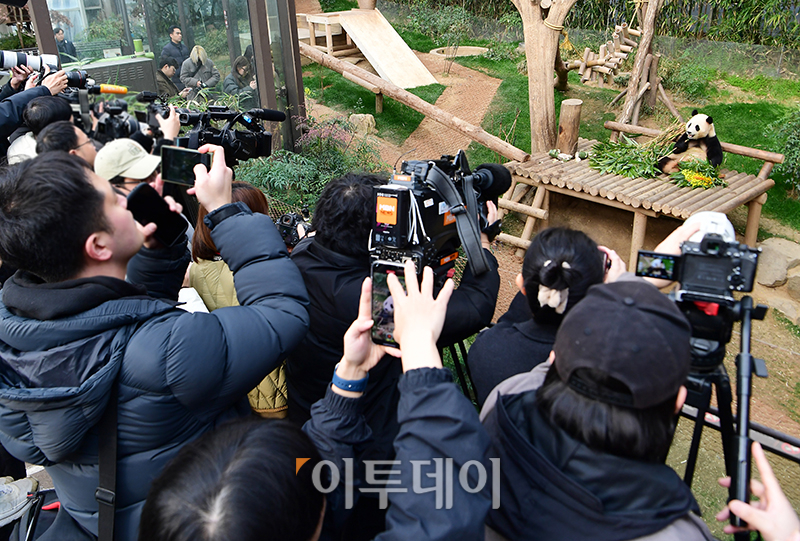 ▲푸바오가 일반 관람객들을 만나는 마지막 날인 3일 오전 용인 에버랜드 판다월드 실내 방사장에서 푸바오가 대나무를 먹고 있다. (사진공동취재단)
