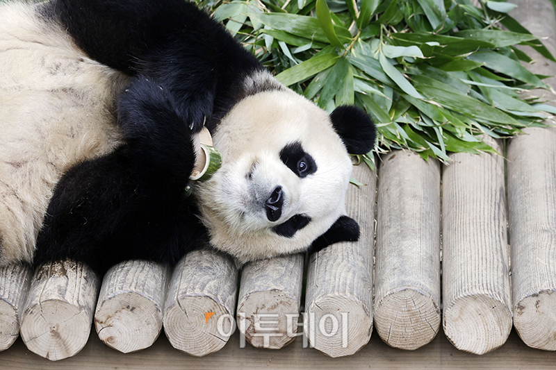 ▲3일 경기 용인 에버랜드 판다월드에서 다음 달 중국으로 돌아가는 자이언트 판다 '푸바오'의 마지막 모습이 공개되고 있다.  (사진공동취재단)