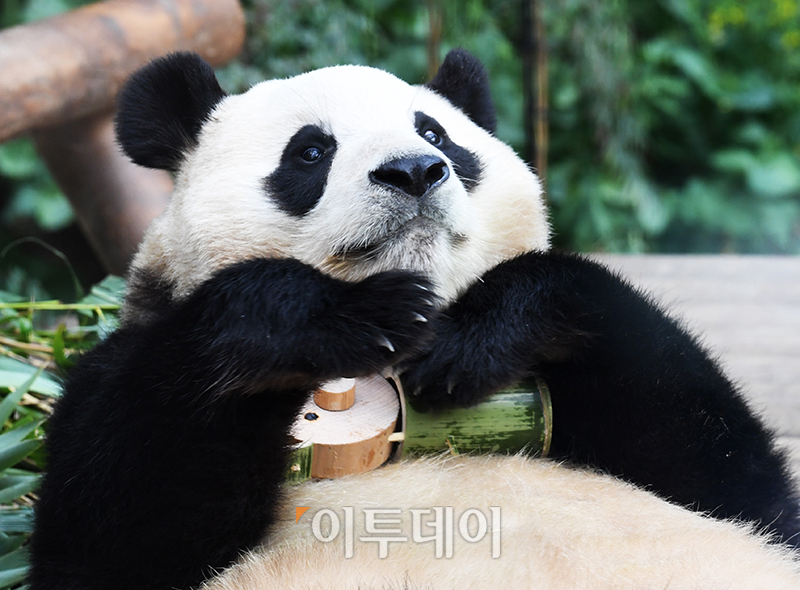 ▲3일 경기 용인 에버랜드 판다월드에서 다음 달 중국으로 돌아가는 자이언트 판다 '푸바오'의 마지막 모습이 공개되고 있다.  (사진공동취재단)