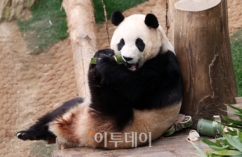 ▲3일 경기 용인 에버랜드 판다월드에서 다음 달 중국으로 돌아가는 자이언트 판다 '푸바오'의 마지막 모습이 공개되고 있다.  (사진공동취재단)