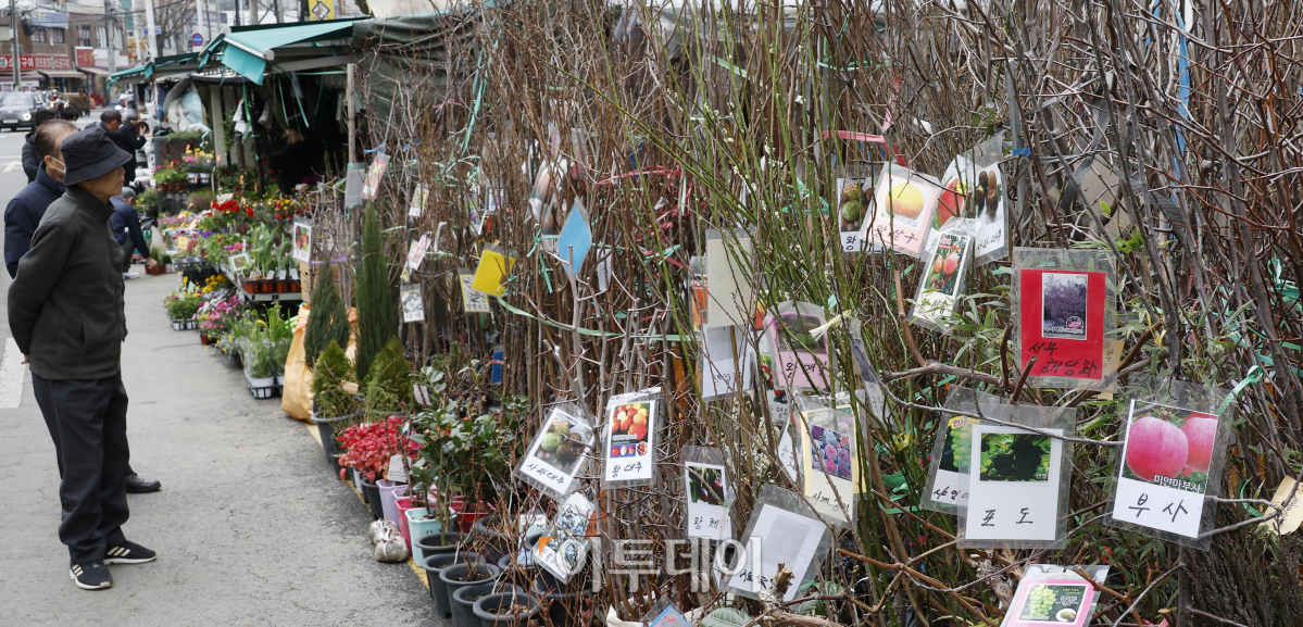 ▲전국이 포근한 봄 날씨에 접어든 7일 오후 서울 종로구 종로꽃시장을 찾은 시민들이 묘목 등을 살펴보고 있다. 조현호 기자 hyunho@