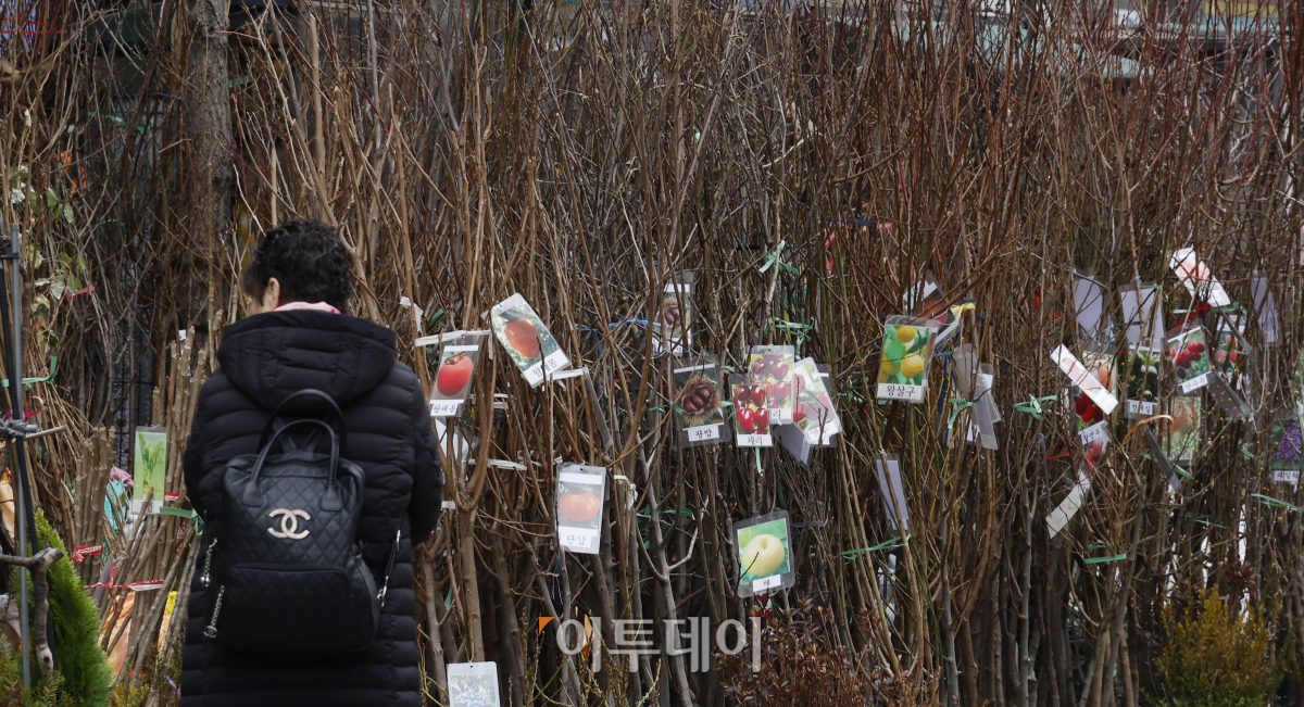 ▲전국이 포근한 봄 날씨에 접어든 7일 오후 서울 종로구 종로꽃시장을 찾은 시민들이 묘목 등을 살펴보고 있다. 조현호 기자 hyunho@