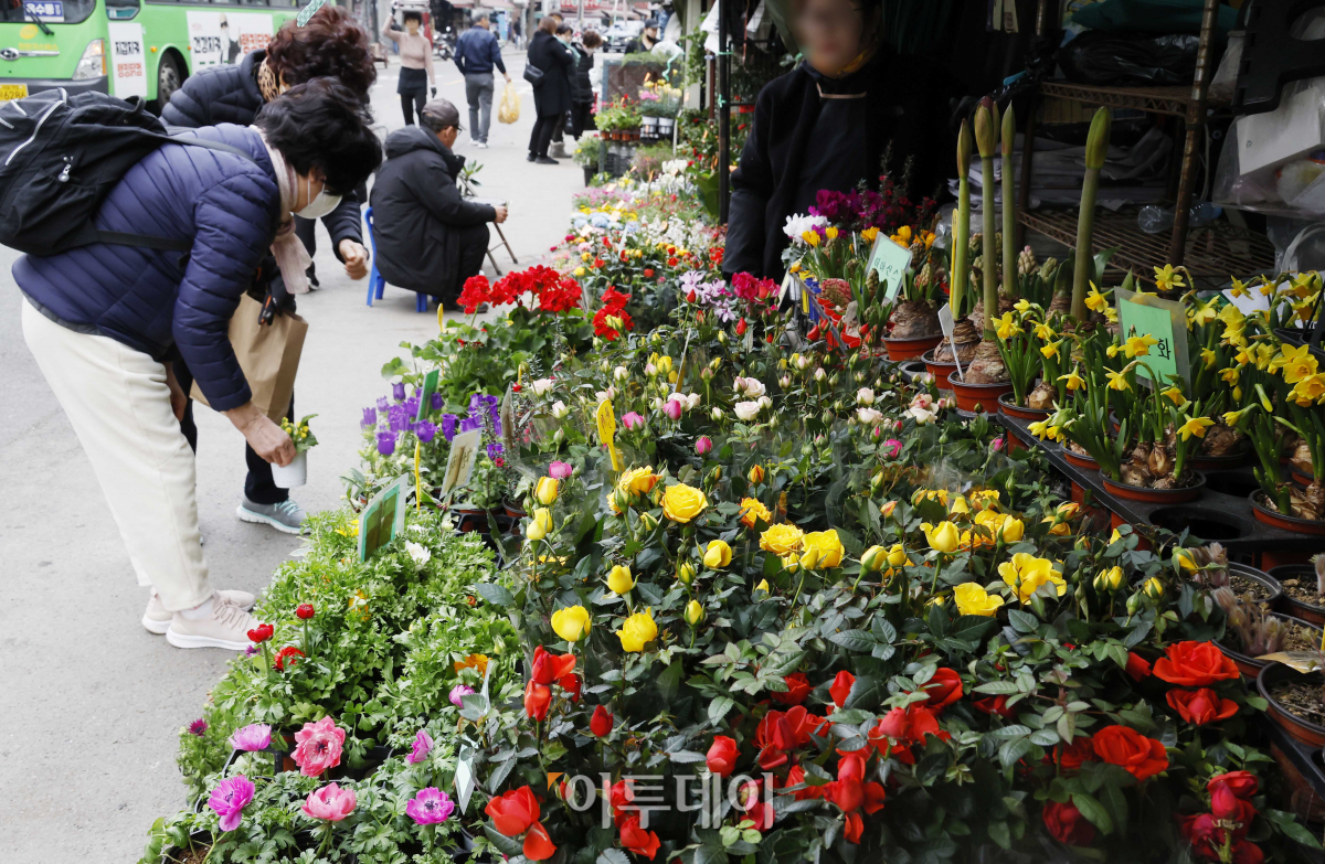 ▲전국이 포근한 봄 날씨에 접어든 7일 오후 서울 종로구 종로꽃시장을 찾은 시민들이 묘목 등을 살펴보고 있다. 조현호 기자 hyunho@
