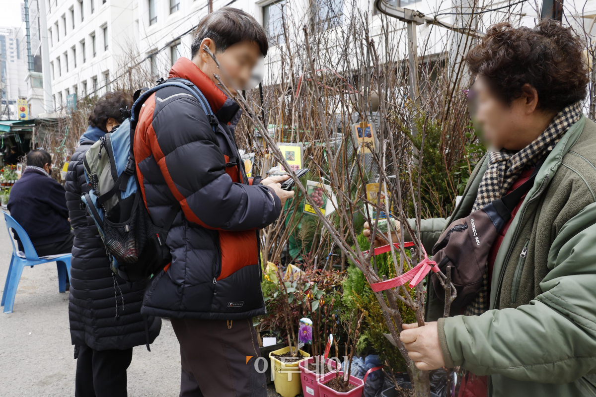 ▲전국이 포근한 봄 날씨에 접어든 7일 오후 서울 종로구 종로꽃시장을 찾은 시민들이 묘목 등을 살펴보고 있다. 조현호 기자 hyunho@