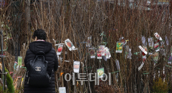 ▲전국이 포근한 봄 날씨에 접어든 7일 오후 서울 종로구 종로꽃시장을 찾은 시민들이 묘목 등을 살펴보고 있다. 조현호 기자 hyunho@
