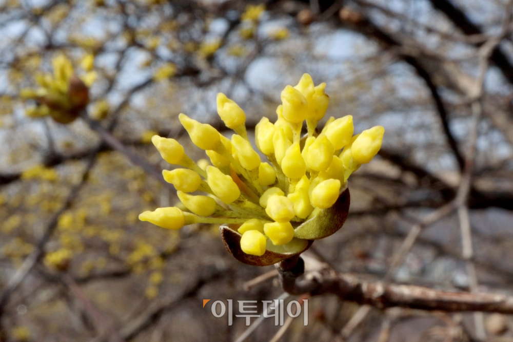 ▲서울 낮 최고기온이 15도를 나타내는 등 전국이 완연한 봄날씨를 보인 서울 인왕산에 핀 산수유가 계절의 정취를 전하고 있다. 신태현 기자 holjjak@