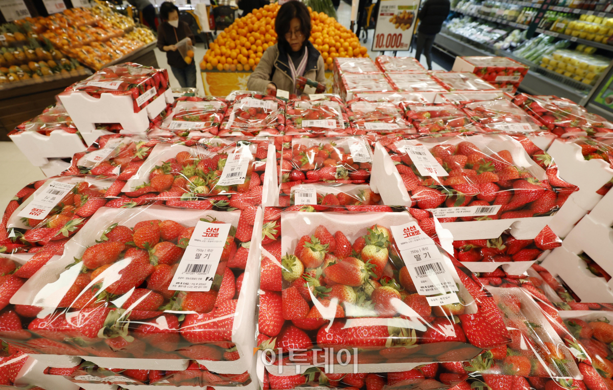 ▲대형마트 3사에서 가장 많이 팔린 과일은 딸기로 조사됐다. 17일 이마트 등 대형마트 3사의 과일 매출 통계에 따르면 딸기는 2020년부터 국산 과일·수입 과일을 통틀어 연간 매출 1위에 올랐다. 이마트에선 2021년부터 작년까지 3년 연속, 롯데마트에선 2020년부터 작년까지 4년 연속, 홈플러스에선 2022년과 작년 2년 연속 딸기가 매출 1위를 차지했다. 수입 과일 매출에선 대형마트 3사 모두 바나나가 1위, 키위가 2위를 각각 차지했다. 이날 서울 시내 한 대형마트에서 시민들이 딸기를 구매하고 있다. 조현호 기자 hyunho@