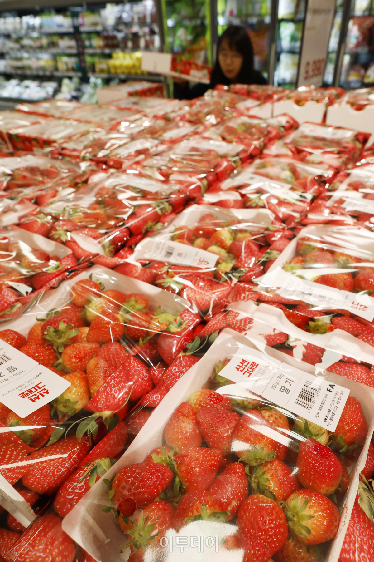 ▲대형마트 3사에서 가장 많이 팔린 과일은 딸기로 조사됐다. 17일 이마트 등 대형마트 3사의 과일 매출 통계에 따르면 딸기는 2020년부터 국산 과일·수입 과일을 통틀어 연간 매출 1위에 올랐다. 이마트에선 2021년부터 작년까지 3년 연속, 롯데마트에선 2020년부터 작년까지 4년 연속, 홈플러스에선 2022년과 작년 2년 연속 딸기가 매출 1위를 차지했다. 수입 과일 매출에선 대형마트 3사 모두 바나나가 1위, 키위가 2위를 각각 차지했다. 이날 서울 시내 한 대형마트에서 시민들이 딸기를 구매하고 있다. 조현호 기자 hyunho@