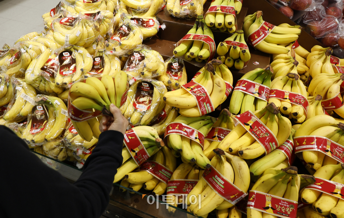 ▲대형마트 3사에서 가장 많이 팔린 과일은 딸기로 조사됐다. 17일 이마트 등 대형마트 3사의 과일 매출 통계에 따르면 딸기는 2020년부터 국산 과일·수입 과일을 통틀어 연간 매출 1위에 올랐다. 이마트에선 2021년부터 작년까지 3년 연속, 롯데마트에선 2020년부터 작년까지 4년 연속, 홈플러스에선 2022년과 작년 2년 연속 딸기가 매출 1위를 차지했다. 수입 과일 매출에선 대형마트 3사 모두 바나나가 1위, 키위가 2위를 각각 차지했다. 이날 서울 시내 한 대형마트에서 시민들이 바나나를 구매하고 있다. 조현호 기자 hyunho@