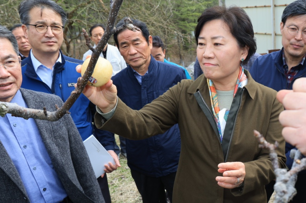 ▲송미령 농림축산식품부 장관이 17일 대구 군위의 배 생산단지를 찾아 생육관리 상황을 점검하고 있다. (사진제공=농림축산식품부)