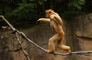 ▲이름과 달리 긴팔원숭이는 엄밀히 말해 원숭이가 아니라 유인원으로 꼬리가 없다. 줄타기를 하는 사람처럼 긴팔원숭이도 나뭇가지 위로 이동할 때 서서 두 다리로 걷고 양팔로 균형을 잡는다. 반면 원숭이는 네 다리로 걷고 꼬리로 균형을 잡는다. 사진제공 멜버른대