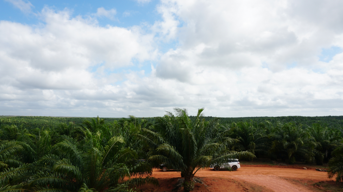 ▲포스코인터내셔널 인도네시아 팜 농장 전경. (사진제공=포스코인터내셔널)