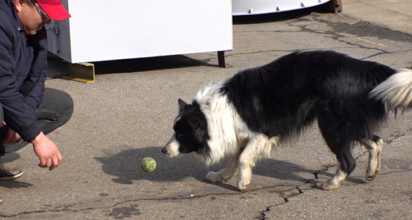 ▲'TV 동물농장' (사진제공=SBS)