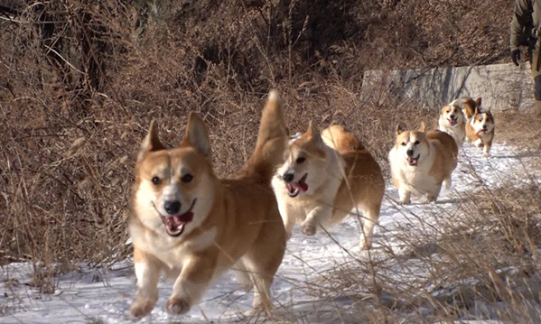 ▲'TV 동물농장' (사진제공=SBS)