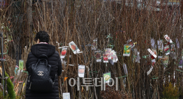 ▲전국이 포근한 봄 날씨에 접어든 7일 오후 서울 종로구 종로꽃시장을 찾은 시민들이 묘목 등을 살펴보고 있다. 조현호 기자 hyunho@