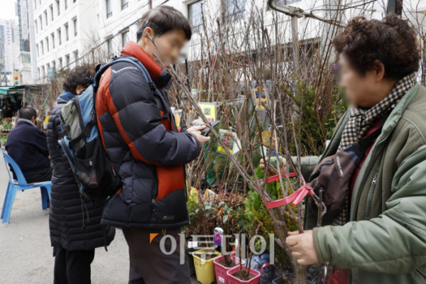 ▲전국이 포근한 봄 날씨에 접어든 7일 오후 서울 종로구 종로꽃시장을 찾은 시민들이 묘목 등을 살펴보고 있다. 조현호 기자 hyunho@