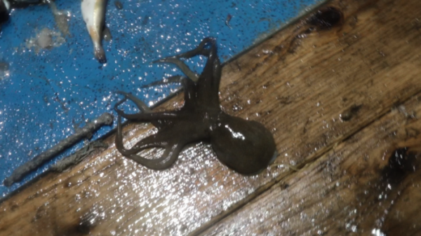 ▲'극한직업'(사진제공=EBS1)