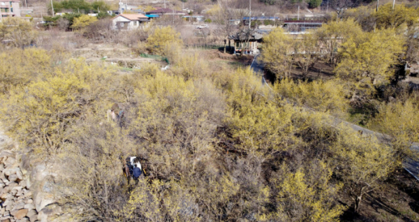 ▲전국이 완연한 봄날씨를 보인 10일 전남 구례군 산동면 일대에 노랗게 물든 산수유꽃이 활짝 피어 있다. 국내 최대 산수유 군락지인 구례 산동면 일원에선 17일까지 '제25회 산수유꽃축제'가 진행된다. 신태현 기자 hojjak@