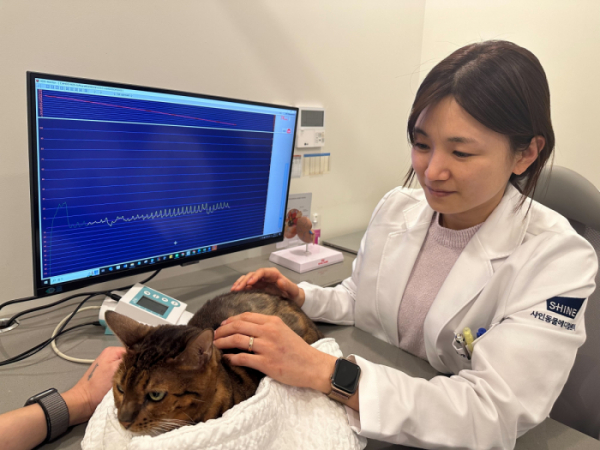▲남예림 샤인동물메디컬센터 고양이센터장이 고양이의 신장질환 검사를 하고 있다. (사진제공=샤인동물메디컬센터)