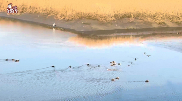 ▲'TV동물농장' (사진제공=SBS)