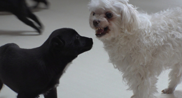 ▲'TV동물농장' (사진제공=SBS)