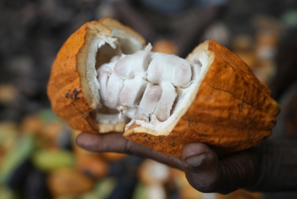 ▲나이지리아에서 한 농부가 코코아 열매를 들어보이고 있다. AP뉴시스