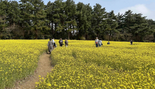 ▲따뜻한 봄 날씨를 보인 23일 제주도민과 관광객들이 제주시 애월읍 항파두리 항몽유적지 인근에 피어난 노란 유채꽃밭을 찾아 봄을 만끽하고 있다. (연합뉴스)