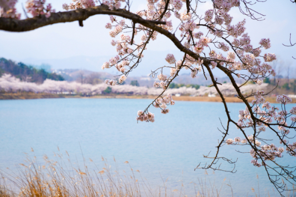 ▲지난해 벚꽃 만개한 속초 영랑호 (연합뉴스)
