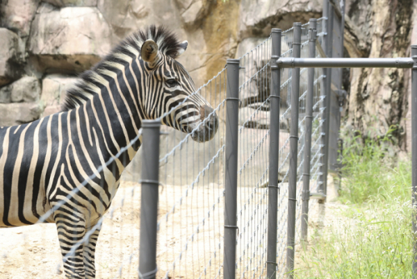 ▲어린이 대공원 동물원에서 얼룩말 세로가 울타리 너머를 바라보고 있다. (뉴시스)