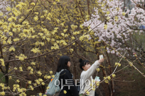 ▲2024 여의도봄꽃축제가 개막한 29일 서울 영등포구 여의서로 국회 뒤편에 시민들이 봄나들이를 하고 있다. 내달 2일까지 열리는 이번 행사는  '봄 소풍(Picnic Under the Cherry Blossom)' 을 주제로 벚꽃길 쉼터, 피크닉존, 소상공인과 함께하는 '푸드존' 등 시민들에게 특별한 경험과 쉼을 선사한다. 고이란 기자 photoeran@