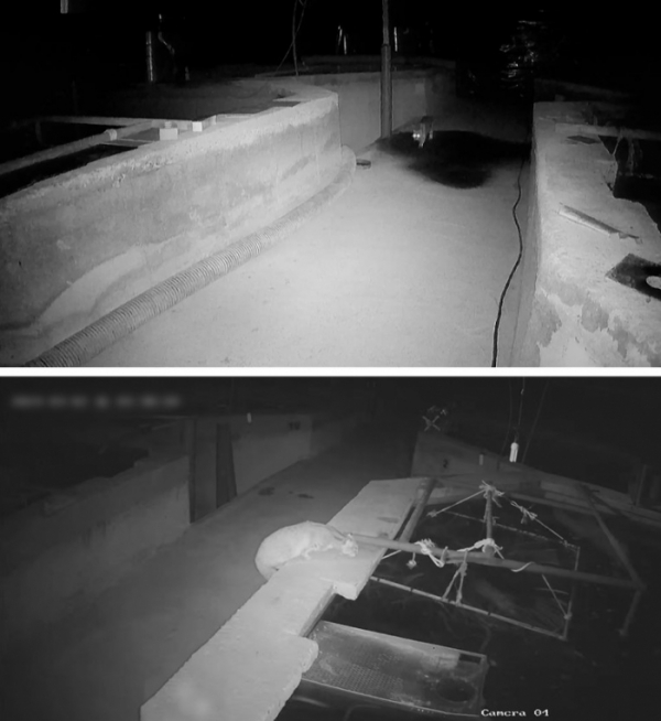 ▲'TV동물농장'(사진제공=SBS)