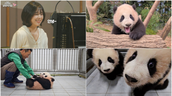 ▲'푸바오TV 전지적 할부지 시점'(사진제공=MBC)