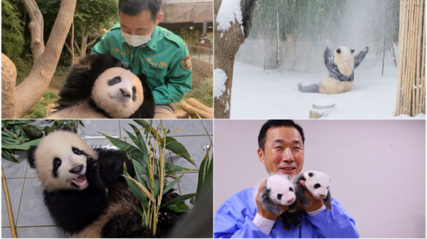 ▲'푸바오TV 전지적 할부지 시점'(사진제공=MBC)