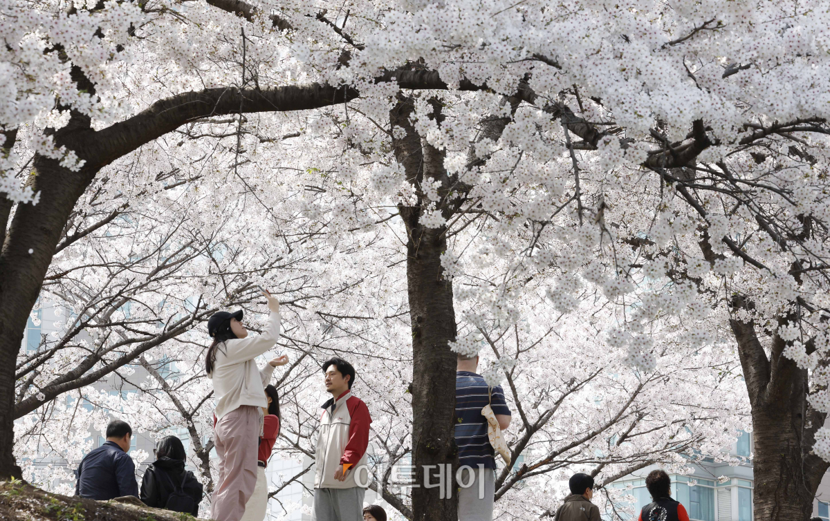 ▲서울 낮 최고기온이 24도까지 오르는 등 완연한 봄 날씨를 보인 7일 서울 구로구 도림천을 찾은 시민들이 만개한 벚꽃나무 아래에서 즐거운 시간을 보내고 있다. 조현호 기자 hyunho@