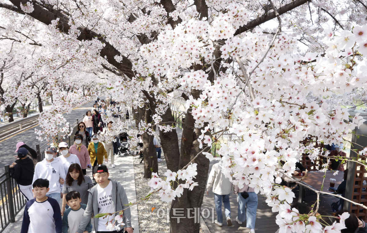 ▲서울 낮 최고기온이 24도까지 오르는 등 완연한 봄 날씨를 보인 7일 서울 구로구 도림천을 찾은 시민들이 만개한 벚꽃나무 아래에서 즐거운 시간을 보내고 있다. 조현호 기자 hyunho@