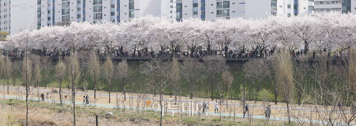 ▲서울 낮 최고기온이 24도까지 오르는 등 완연한 봄 날씨를 보인 7일 서울 구로구 도림천을 찾은 시민들이 만개한 벚꽃나무 아래에서 즐거운 시간을 보내고 있다. 조현호 기자 hyunho@
