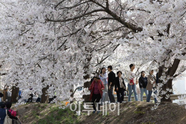 ▲서울 낮 최고기온이 24도까지 오르는 등 완연한 봄 날씨를 보인 7일 서울 구로구 도림천을 찾은 시민들이 만개한 벚꽃나무 아래에서 즐거운 시간을 보내고 있다. 조현호 기자 hyunho@
